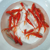 观赏鱼草金鱼活体锦鲫锦鲤活鱼淡水鱼冷水鱼小型鱼苗红鲫鱼花草金