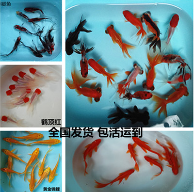 金鱼鱼易养冷水活体鱼淡水鱼