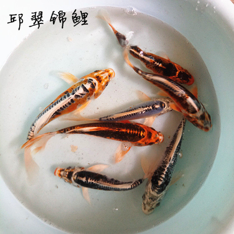 花邱翠锦鲤纯种辉龙黄金松叶龙凤锦鲤活体鱼苗冷水观赏风水鱼包邮