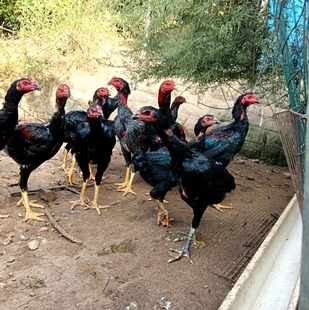 贵州凯里林润斗鸡战斗鸡成年斗鸡青年越泰鸡中原越南串子毛鬼打鸡