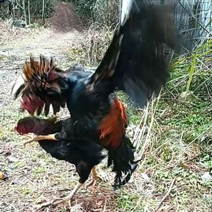 现宰鲜发斗鸡肌肉紧实有嚼劲凯里市林润斗鸡养殖场发顺丰包邮