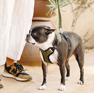 狗狗胸背带 Wildebeest美国简约柔软舒适低调耐脏波士顿梗petisan