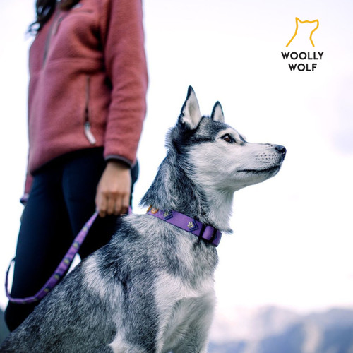 【现货】北极光项圈胸背牵引 北欧woolly wolf环保可调节 petisan