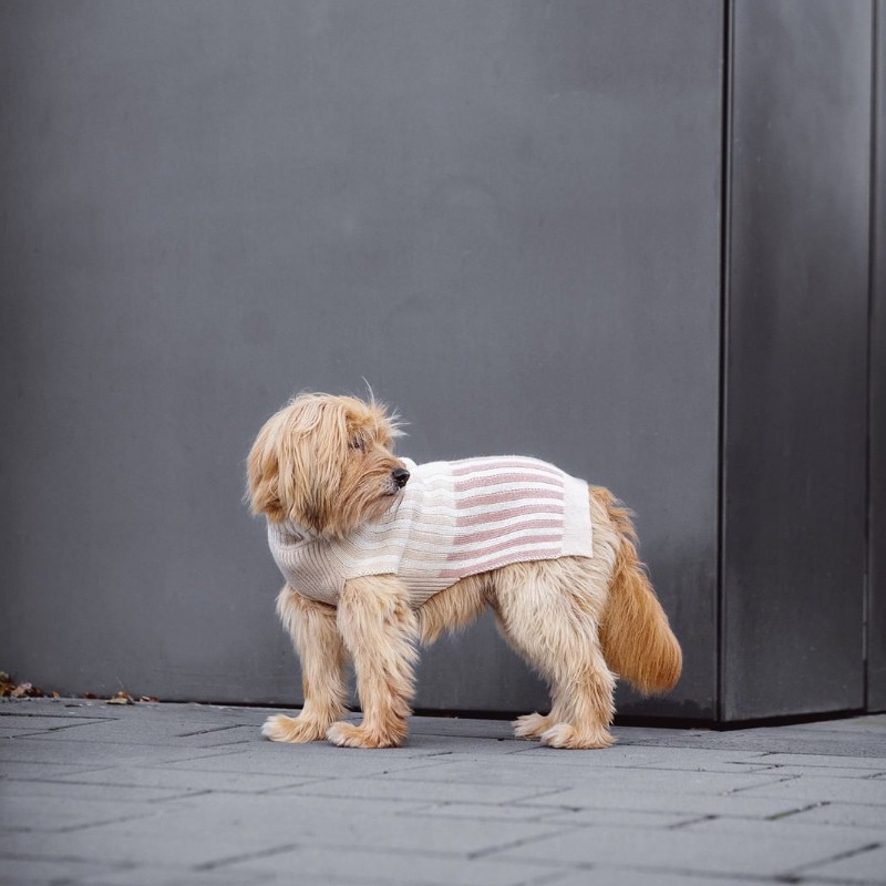 新款羊驼针织毛衣 德国miacara 宠物泰迪狗狗冬季衣服保暖petisan