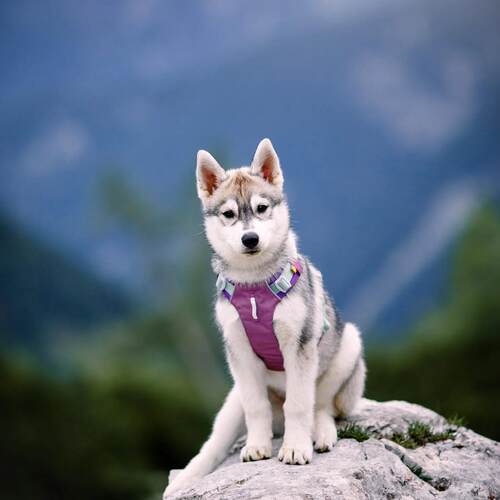 【现货】woollywolf新色胸背带
