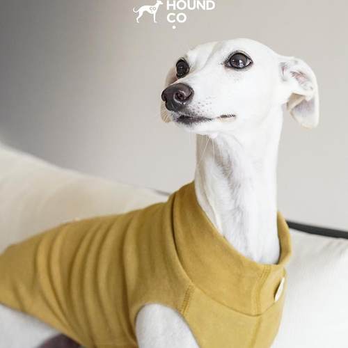 宠物猫狗超柔软防静电背心Hound.co petisan