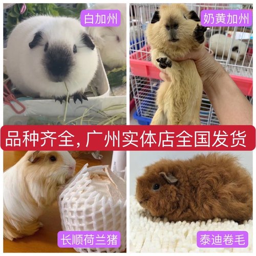 实体店经营进口英短加州荷兰猪