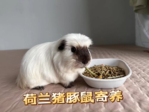 宠物寄养荷兰猪寄养广州地区