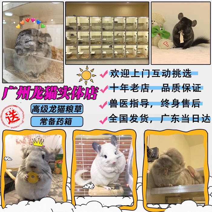广州天河龙猫店龙猫宝宝活体幼崽长毛龙猫银斑标灰紫灰宠物可上门