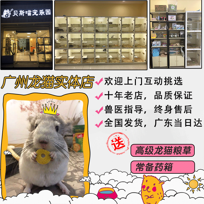 活体宠物龙猫幼崽龙猫活体宝宝自家繁殖 实体店视频挑选送到家