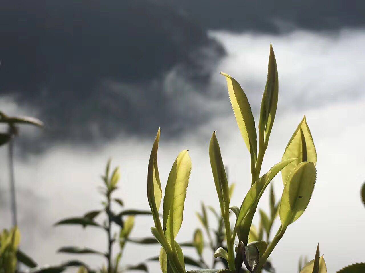 购物满200 (试饮书除外)2019年蜈蚣岭白茶 id限购1次单独拍无效