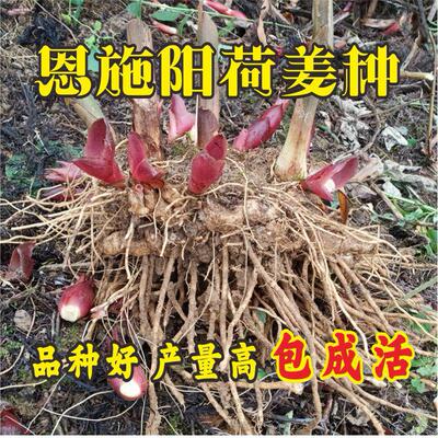 2025年新鲜恩施荷姜种根苗