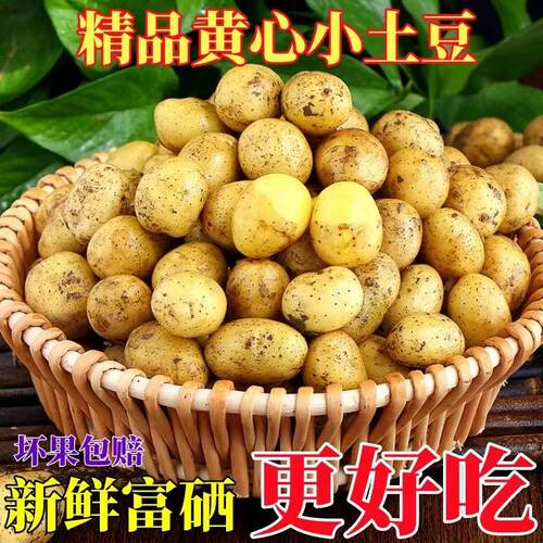 湖北恩施黄皮黄心土豆新鲜现挖