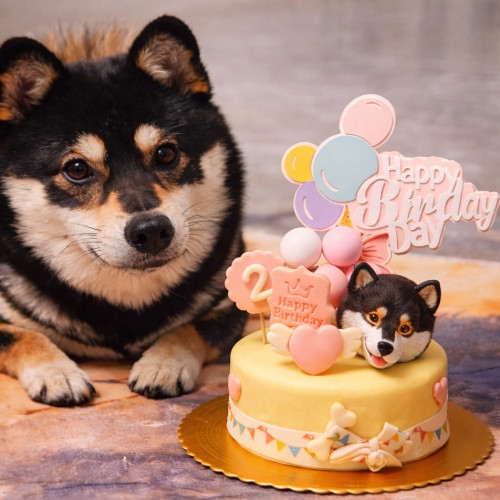 宠物蛋糕生日送狗狗头像喵汪厨房