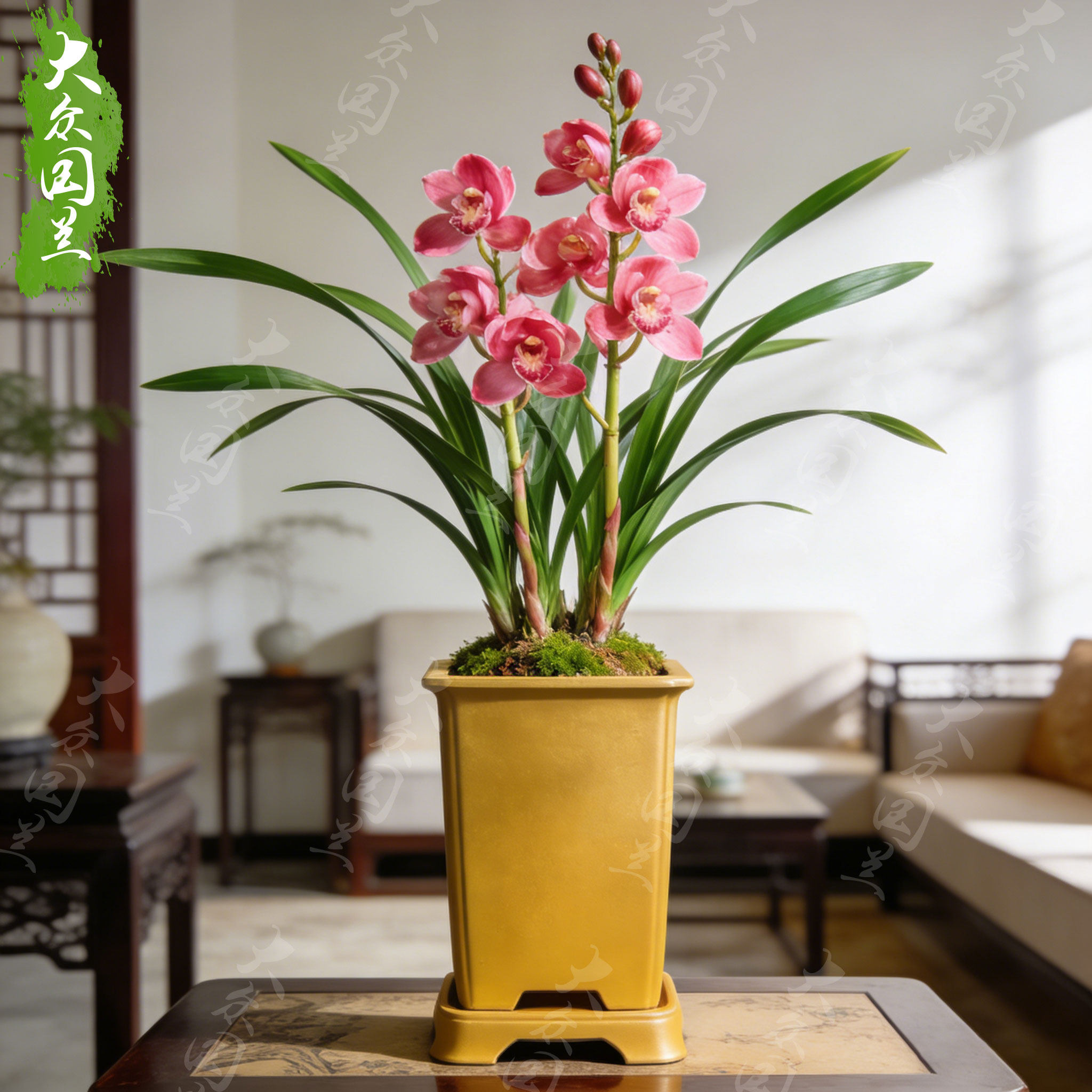 【桃漾赤】兰花苗建兰四季兰名贵盆栽花卉植物室内兰草国兰浓香