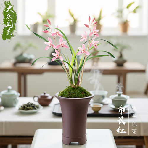【市长红】兰花苗浓香建兰茶几