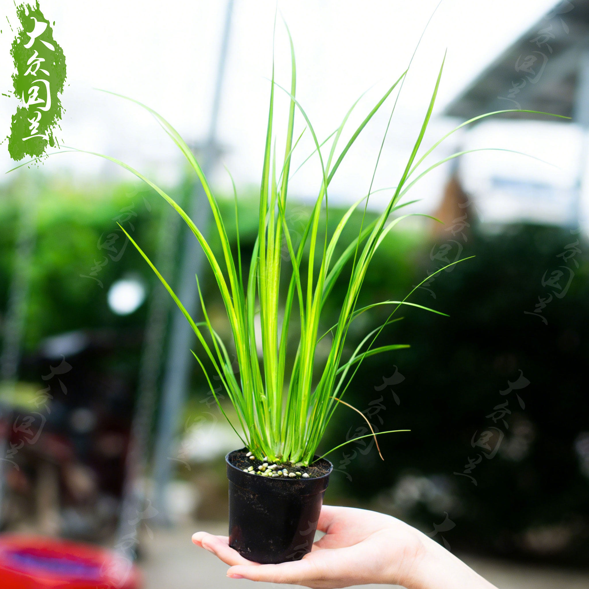 【胧月菖蒲】盆景草水培苗虎须小叶艾草水生鱼缸造景新鲜室外绿植