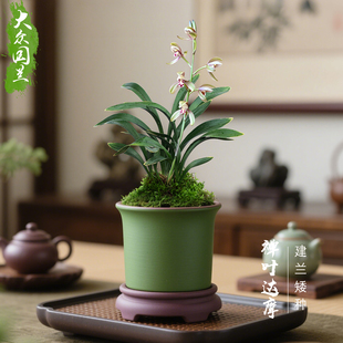 兰花苗矮种金边建兰茶几浓香国兰名贵盆栽植物室内 禅叶达摩