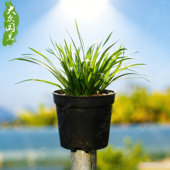 菖蒲盆景金钱蒲草名贵兰花水培高档室内盆栽茶桌植物绿植办公桌