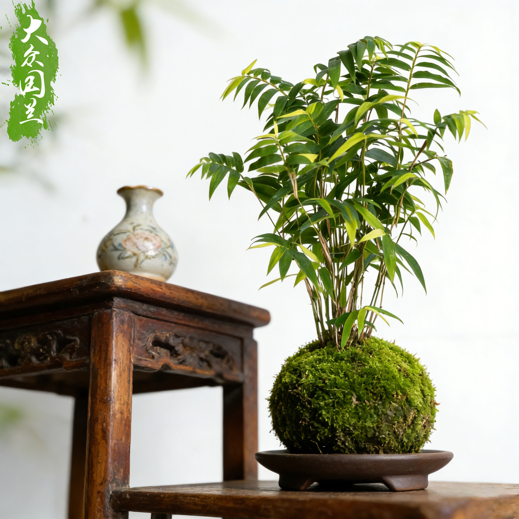 【 禅意小米竹】苔藓球/懒人盆栽好室内好养竹子客厅小苗绿植名贵