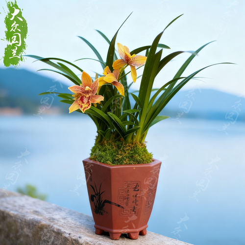 胭脂女皇兰花苗浓香型