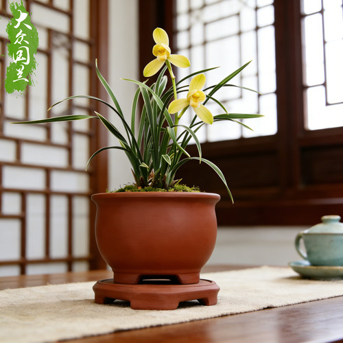 【春兰双娇】兰花苗金边线艺