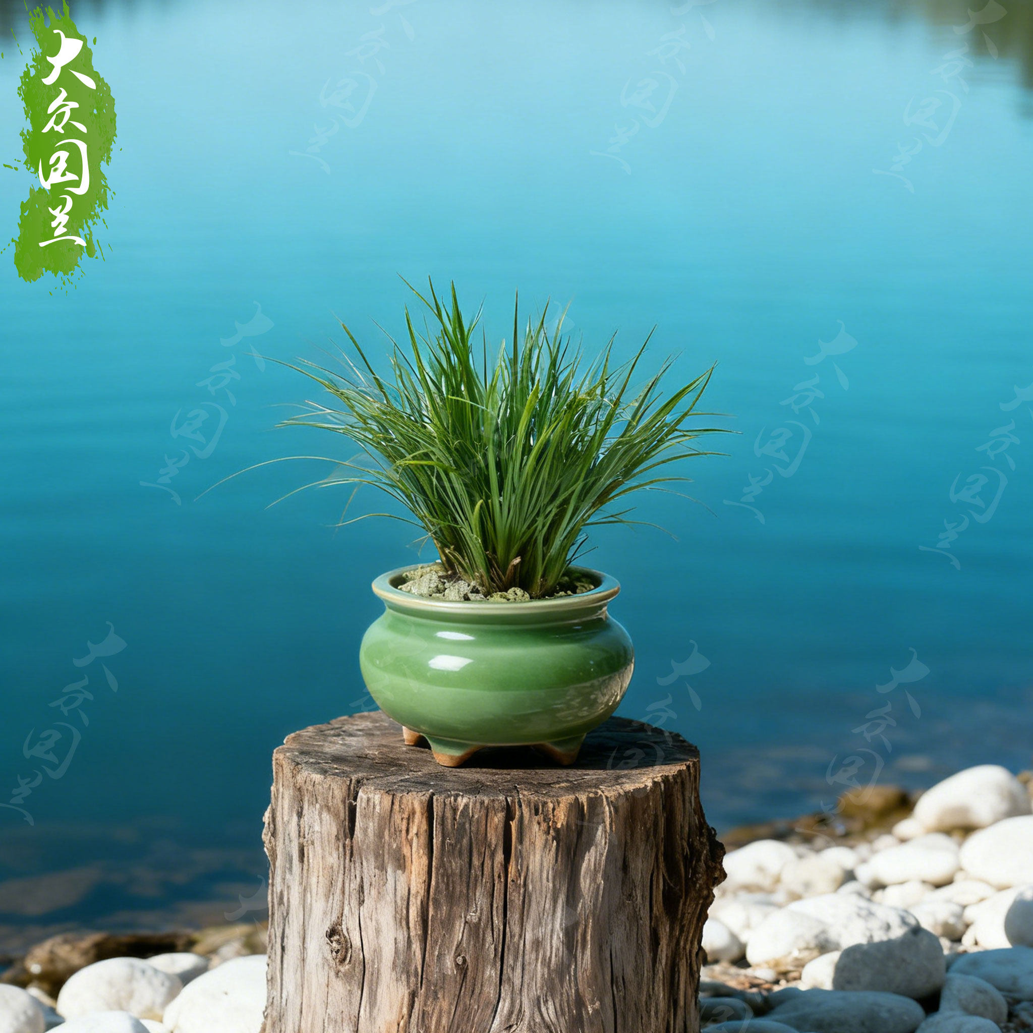 【虎须菖蒲】水陆缸造景假山吸水石有栖川金钱虎须微型常绿植物