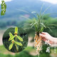 大众国兰金边春兰皎月兰花盆栽植物名贵细叶兰草浓香兰花苗带花苞