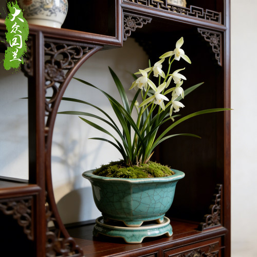 兰花盆栽兰草建兰品种兰花苗