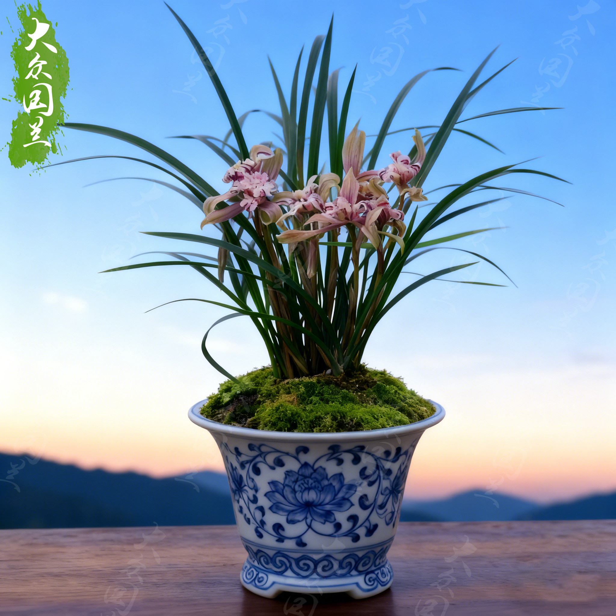 【春兰天彭牡丹】名贵盆栽兰花苗花卉植物浓香型室内客厅兰草国兰