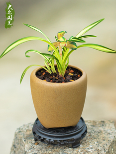 矮种春兰中透兰花苗名贵盆栽花卉植物室内国兰浓香型兰草趣味