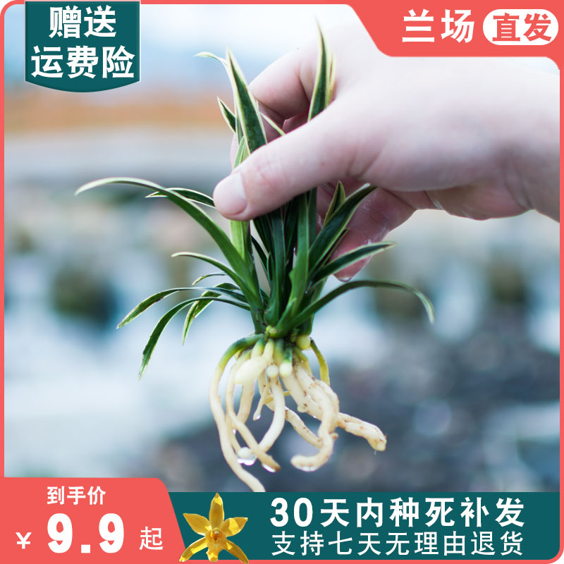 神童冠矮种兰花苗室内盆栽花卉易活绿植兰草盆景小兰花小绿植桌面