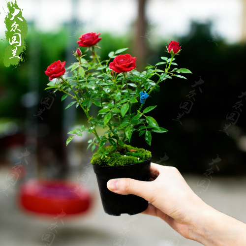 【掌心朱砂】迷你微型小月季带花苞清新室内茶几客厅盆栽花卉好养