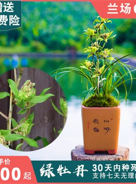绿牡丹兰花盆栽植物名贵惠兰浓香型兰花苗带花苞兰草大众国兰场