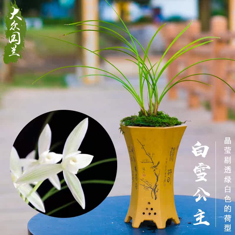 白雪公主兰花盆栽植物名贵莲瓣兰兰草大众国兰场高档兰花苗带花苞