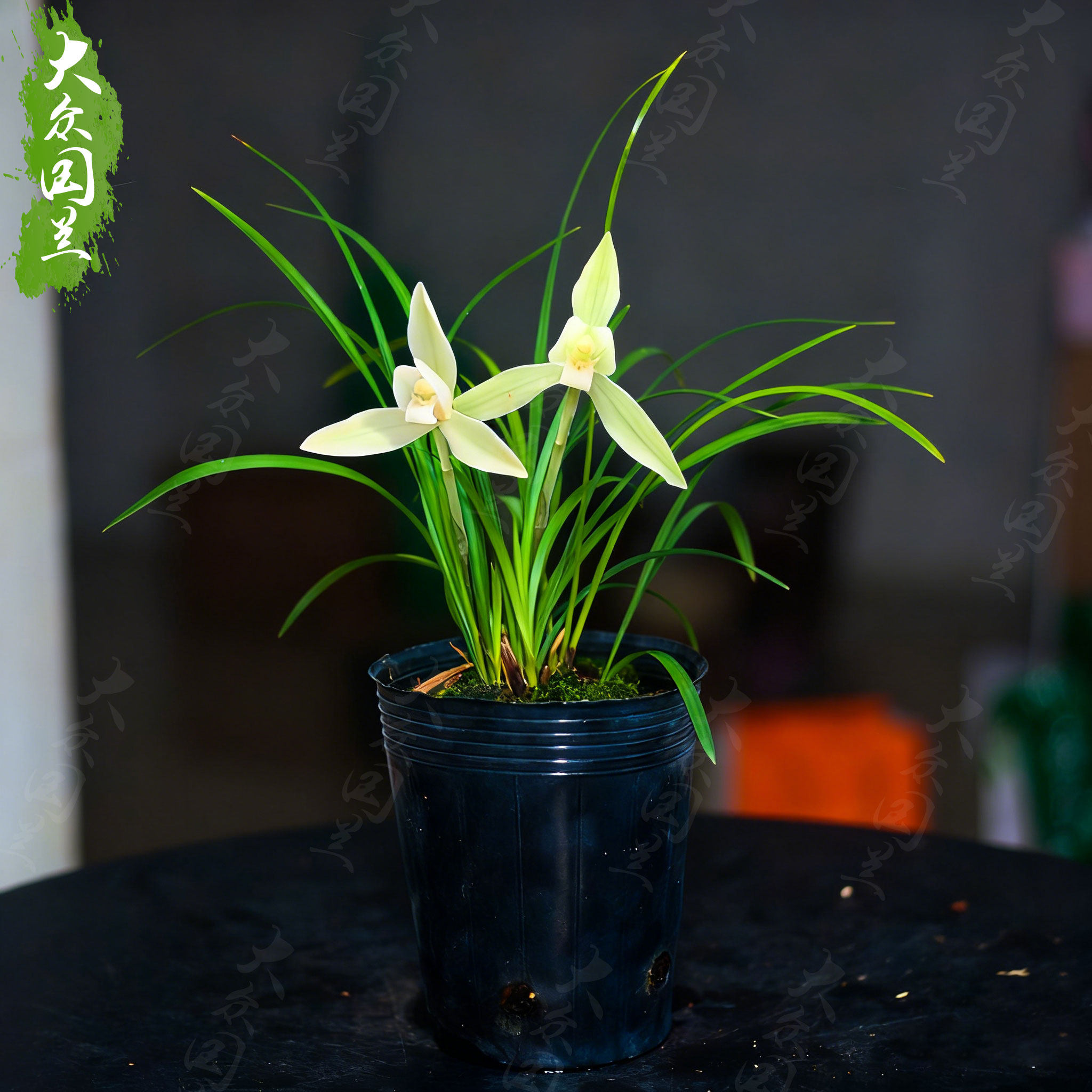 兰花春兰阿里山素细叶图片
