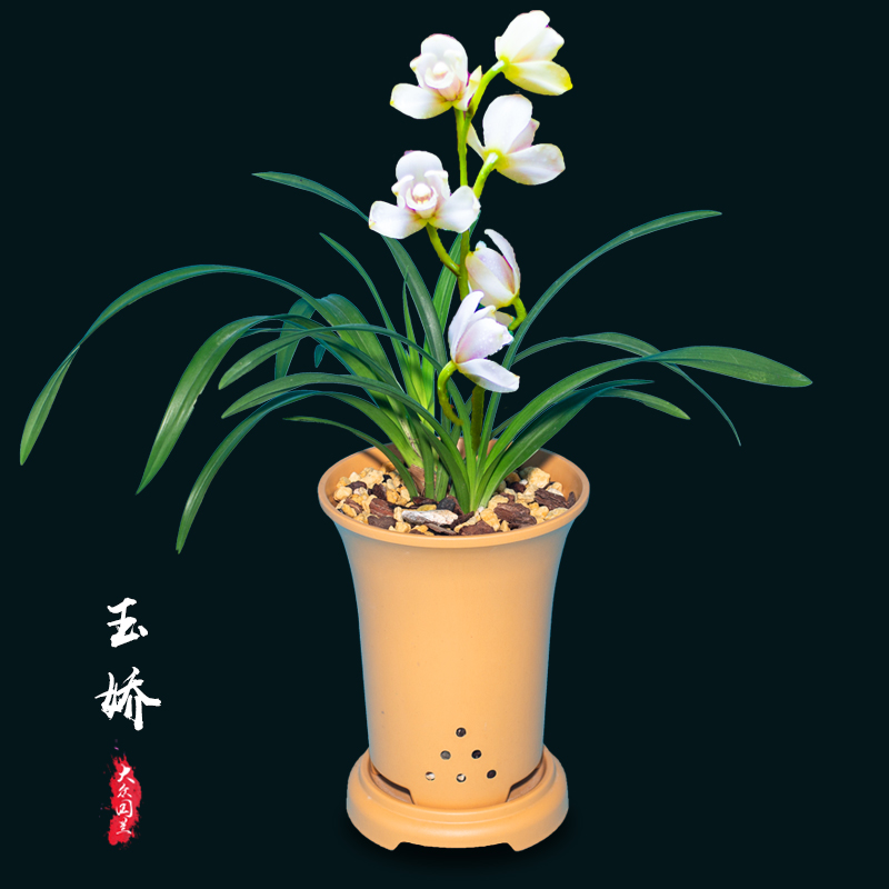 建兰玉娇兰花盆栽植物