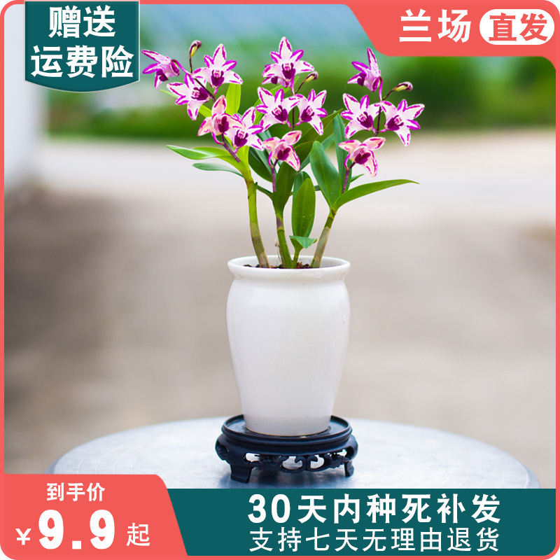 【香水石斛】绿植兰花苗