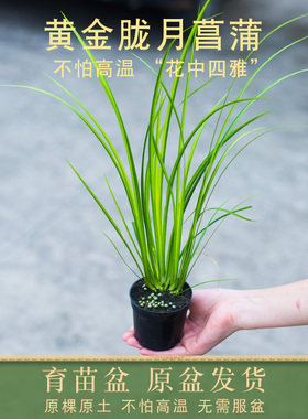黄金胧月菖蒲盆景草水培苗虎须小叶艾草水生鱼缸造景新鲜室外绿植