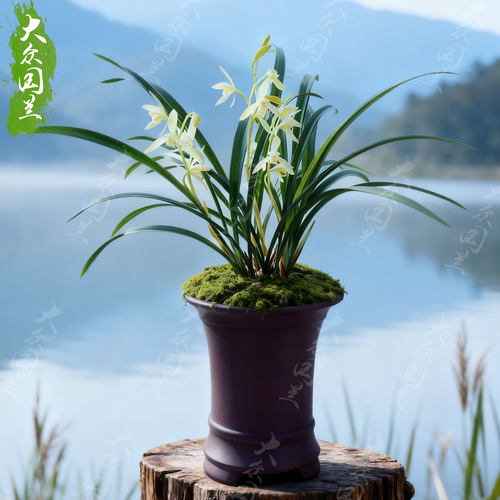 兰草建兰青山玉泉兰花盆栽名贵植物国兰兰花苗带花苞大众国兰清山 - 封面