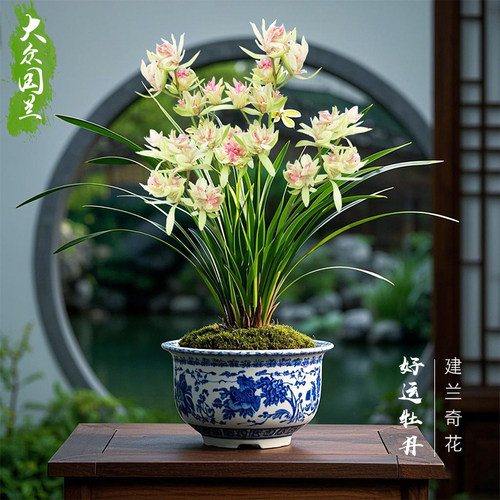 【好运牡丹】兰花苗浓香夏秋带花苞室内名贵盆栽花卉四季建兰绿植