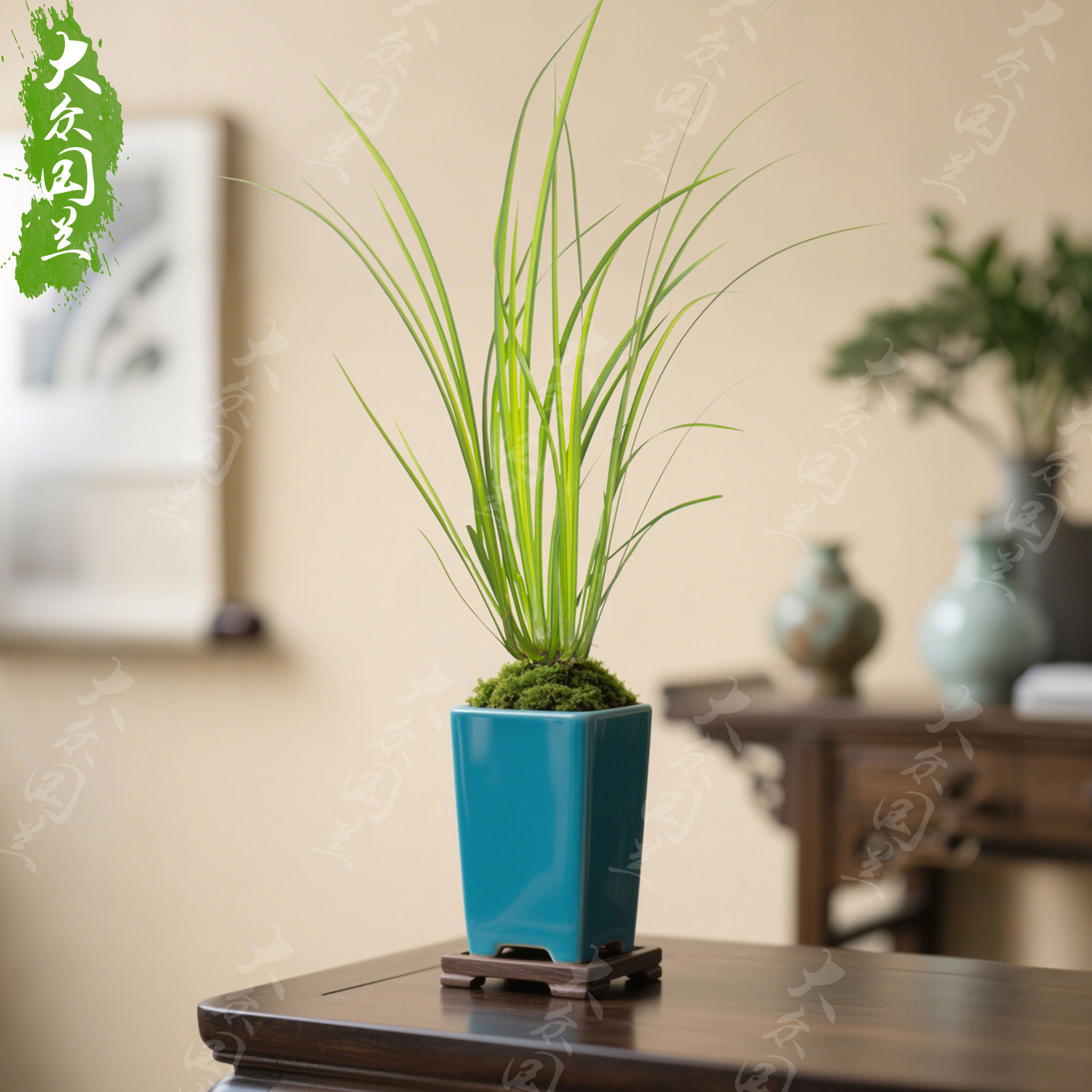 黄金胧月菖蒲盆景草水培苗虎须小叶艾草水生鱼缸造景新鲜室外绿植,鲜花速递/花卉仿真/绿植园艺,绿植,淘宝优惠券,粉丝福利购,淘宝优惠卷