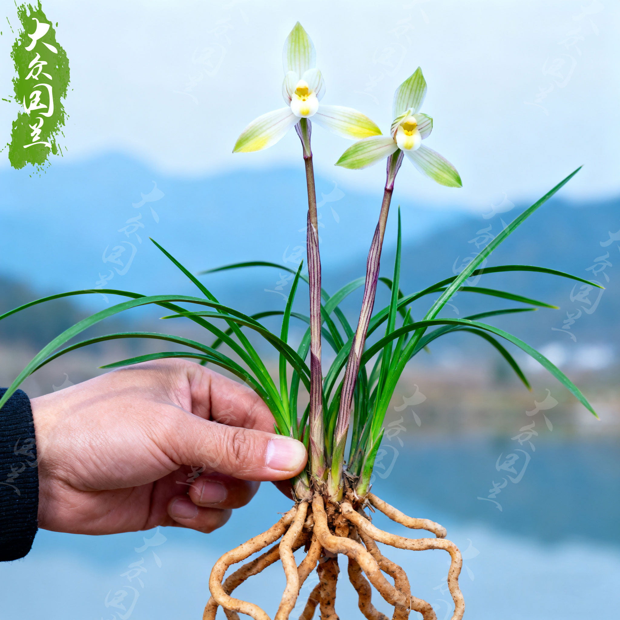 春兰雪翠绯兰花苗名贵盆栽