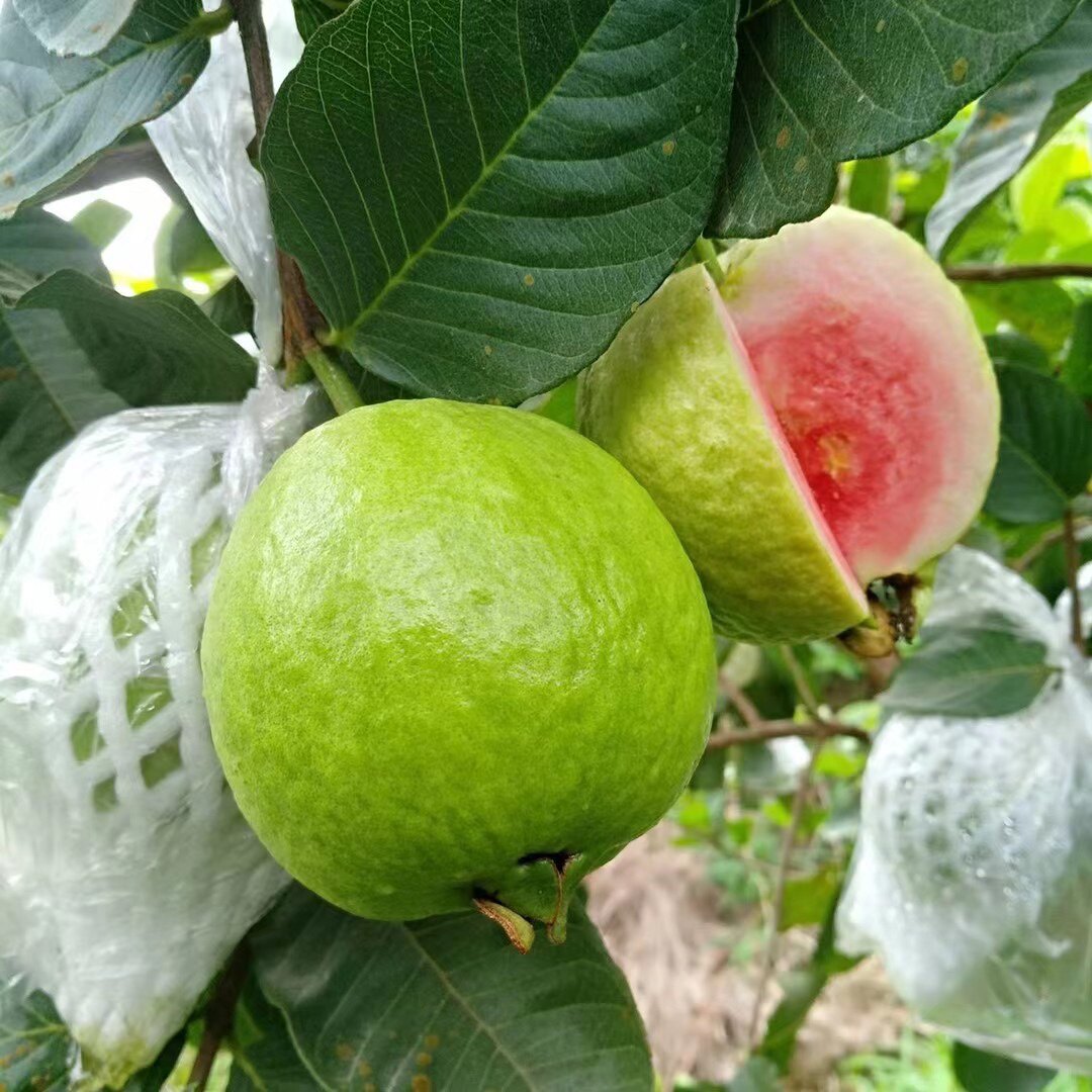 台湾少籽 无籽红宝石芭乐苗 红心番石榴苗 嫁接果树苗