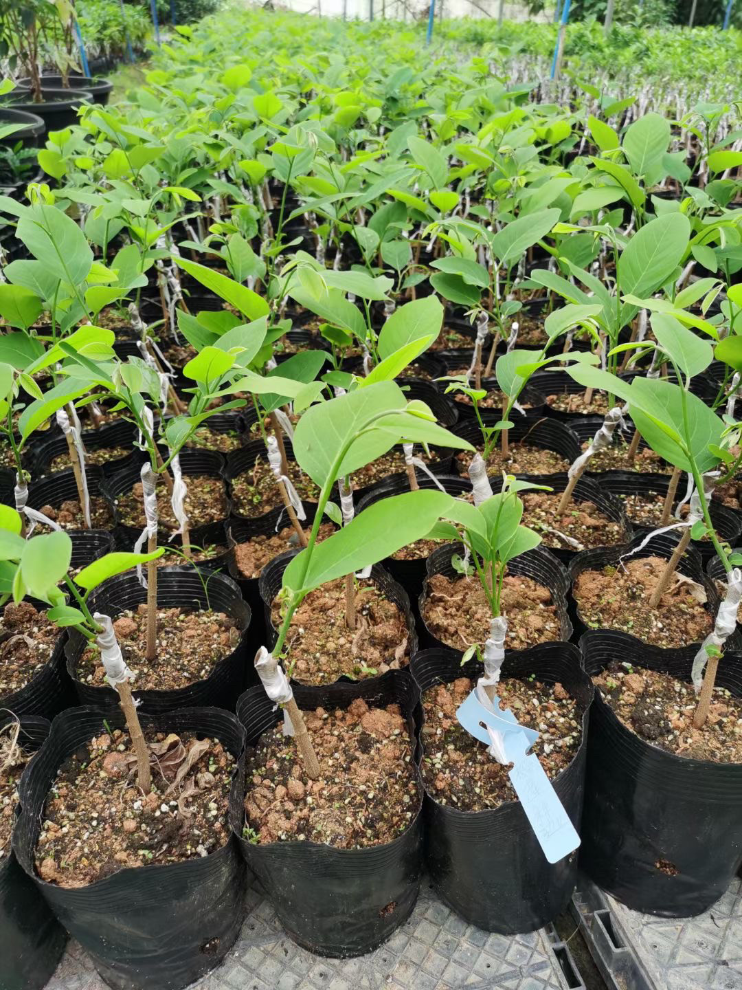 新品种四季红皮红肉释迦苗澳洲蜜香红龙释迦苗嫁接果树苗盆栽地栽