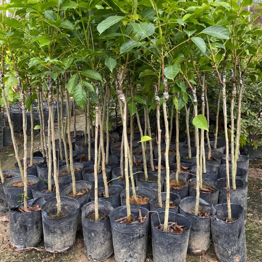 正宗乌榄苗小核黑橄榄苗吊思茅乌橄榄苗嫁接果树苗盆栽地栽果树苗