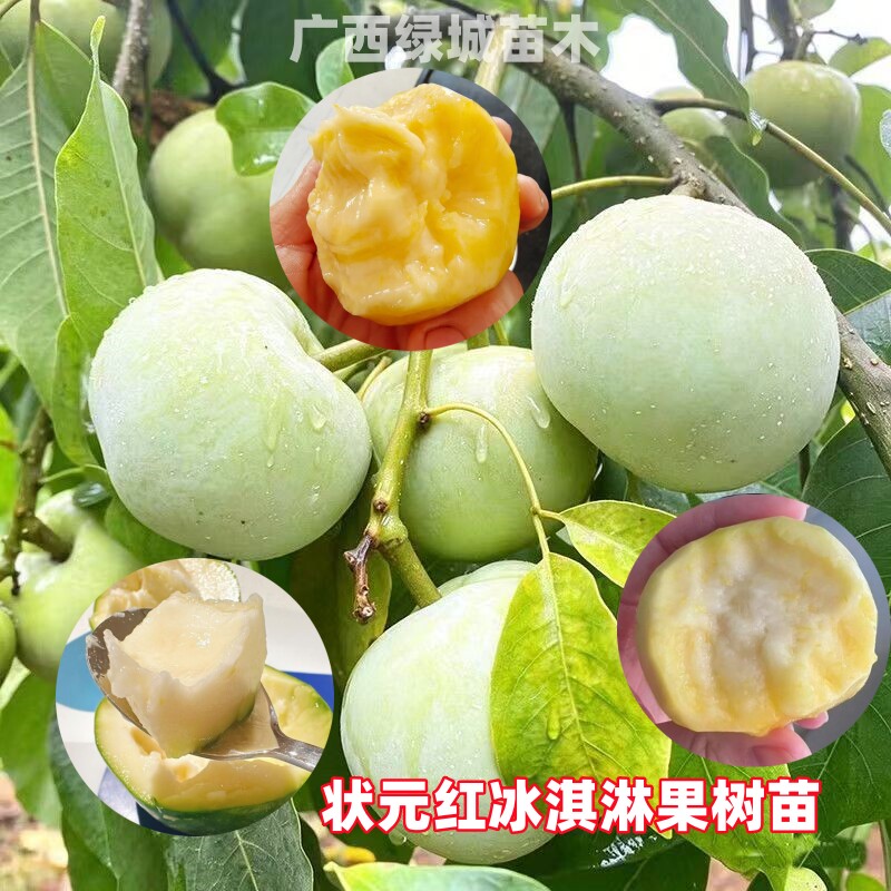 状元红冰淇淋果苗嫁接金四季冰淇淋果苗白柿大果品种庭院盆栽种植