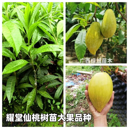 耀堂仙桃鸡蛋果树苗大果品种