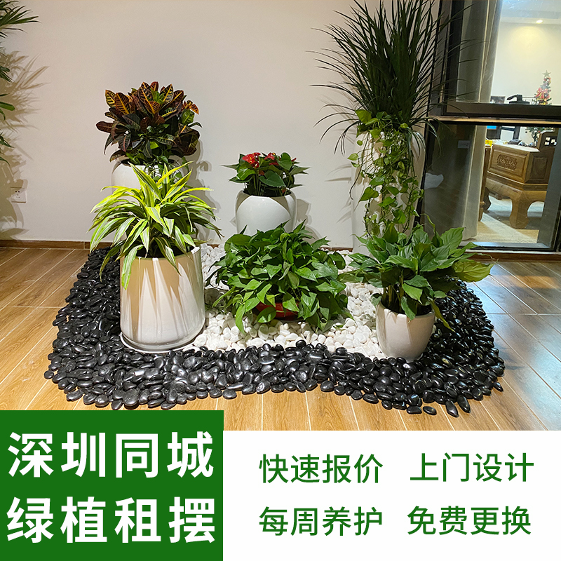 深圳同城绿植租摆 上门养护办公室庭院植物租赁绿化花卉盆栽设计