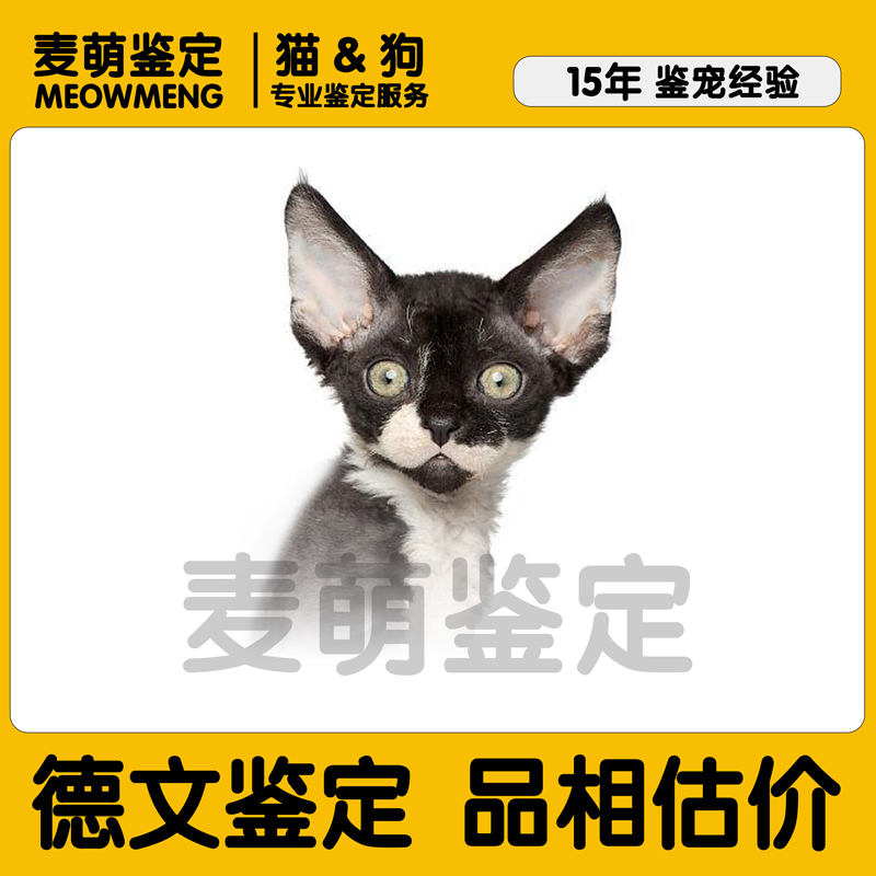 24H在线猫狗鉴定!累计鉴60万+!